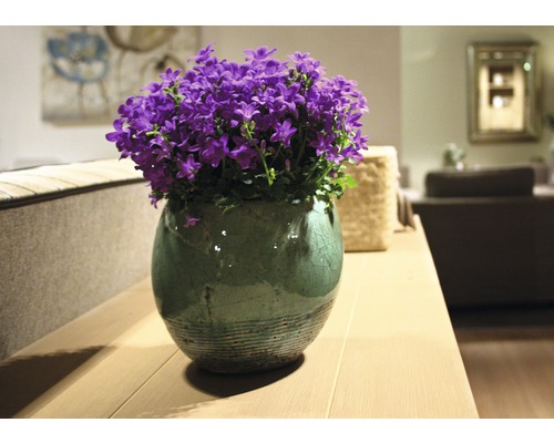 Campanules en pot sur une table