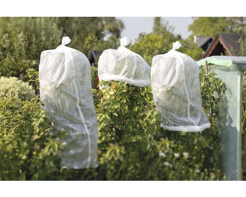 Vue du jardin avec des plantes recouvertes d''un voile d''hivernage.