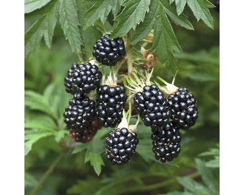 Mûrier sans épines bio FloraSelf Bio Rubus fruticosus 'Thornless Evergreen' Co 2 l