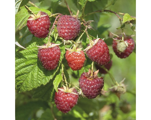 Framboisier remontant bio FloraSelf Bio Rubus idaeus 'Zefa Herbsternte' Co 2 l