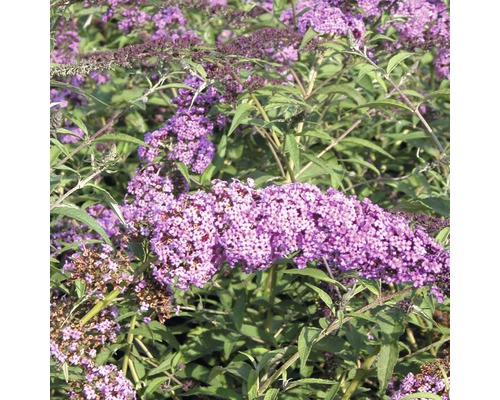 Arbre aux papillons avec des fleurs lilas