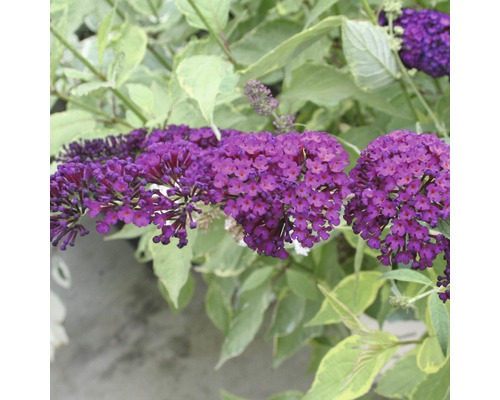 Sommerflieder, Schmetterlingsflieder FloraSelf Buddleja davidii H 60-80 cm Co 3 L rot