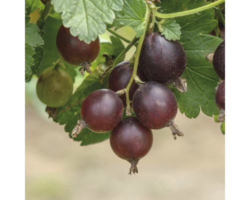 Casseillier Ribes 'Josta' h 40 - 60 cm Co 3 l