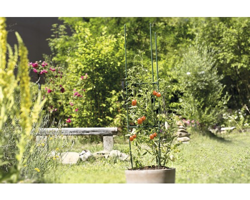 Plant de tomates avec support de croissance dans le jardin