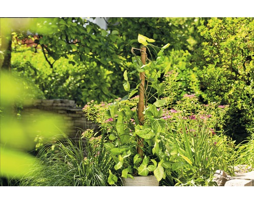 Plante Syngonium en pot avec support d''escalade dans le jardin