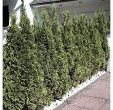 Lebensbaum FloraSelf Thuja occidentalis 'Smaragd' H 60-80 cm im ClickCo-thumb-4