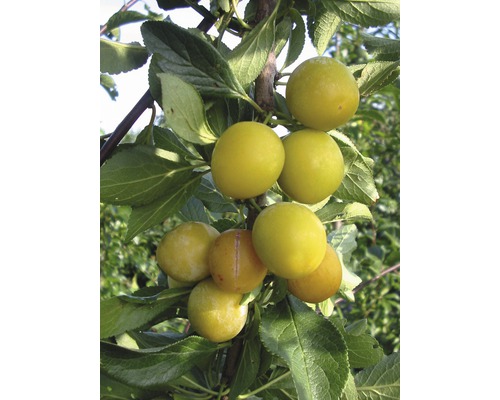 Mirabellenbaum FloraSelf Prunus domestica syriaca 'Nancy' H 100-150 cm Co 6 L