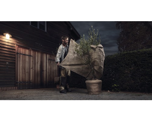 Mann schützt Olivenbaum im Topf mit Winterschutz vor einer Garage.