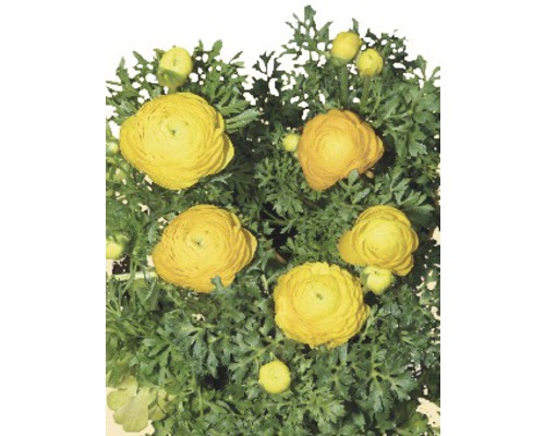 Fleurs de renoncule jaunes avec des feuilles vertes.
