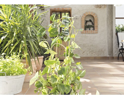 Terrasse lumineuse avec différentes plantes en pot