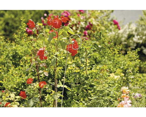 Rosier rouge avec support à grimper dans le jardin.