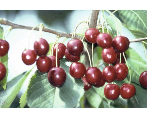 Merisier bio 'Hedelfinger Riesenkirsche' FloraSelf Bio Prunus avium 'Hedelfinger Riesenkirsche' h 120-150 cm Co 7,5 l Merisier bio 'Hedelfinger Riesenkirsche' FloraSelf Bio Prunus avium 'Hedelfinger Riesenkirsche' h 120-150 cm Co 7,5 l