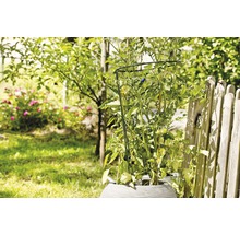 Tomatenpflanze mit Pflanzenstütze in einem Garten