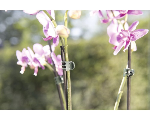 Nahaufnahme von Orchideenblüten mit Pflanzenclips zur Stützung