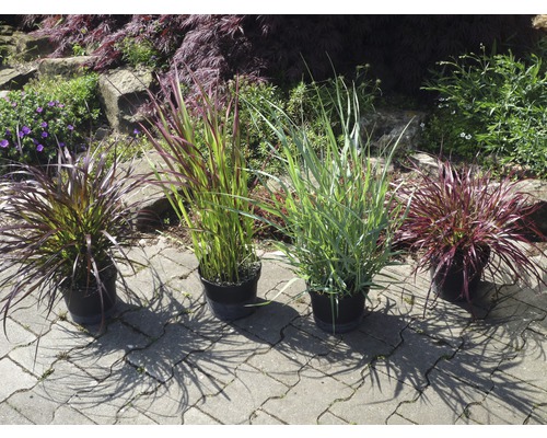 Quatre graminées ornementales en pot sur une surface pavée