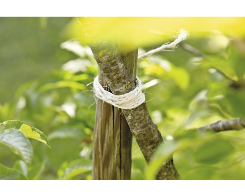 Baumstütze mit Bindematerial