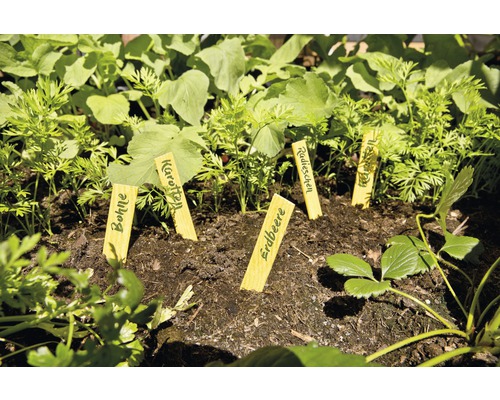 Jardinière surélevée avec de jeunes légumes et des étiquettes de plantes
