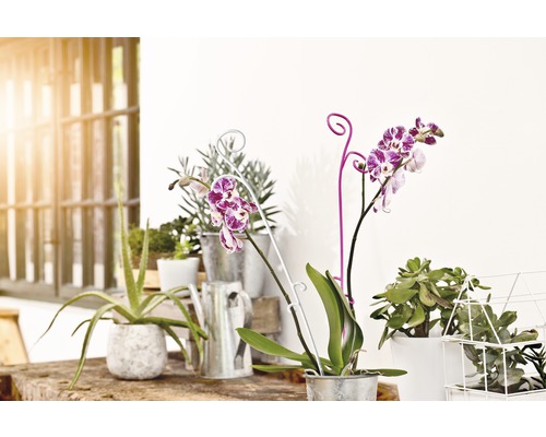 Dekorative Szene mit Zimmerpflanzen in Töpfen und einer Gießkanne