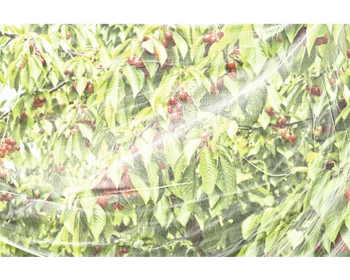 Kirschbaum bedeckt mit Schutznetz gegen Vögel und Schädlinge