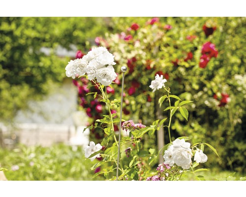 Vue de jardin avec des fleurs de roses blanches et un tuteur pour rosiers