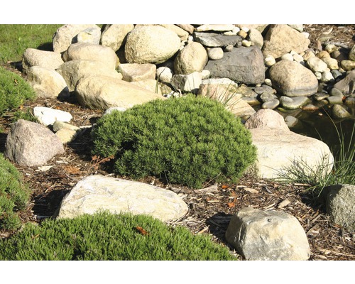 Garten mit Steinen und Zwergsträuchern