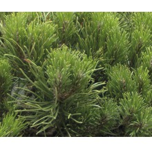 Pin de montagne FloraSelf Pinus mugo 'Pumilio' H 15-20 cm Co 2 L-thumb-3