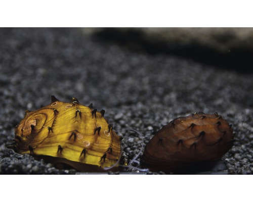 Zwei Pagodenschnecken auf Kiesboden