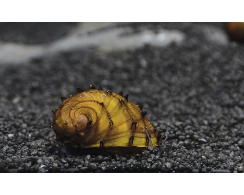 Stachel Schnecke im Aquarium