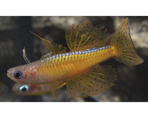 Zwei Gabelschwanz-Regenbogenfische mit Punktmuster