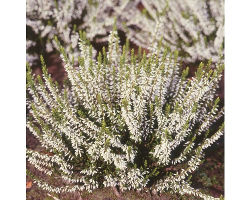 Weisse Schneeheide Pflanze im Garten.