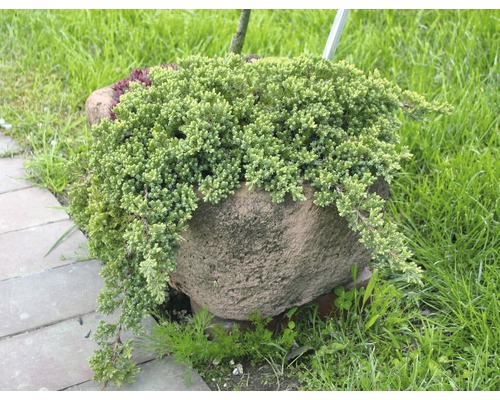 Wacholder in einem Steingefäß im Garten