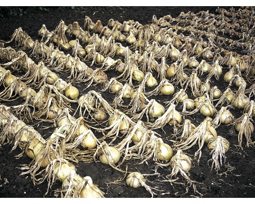 Reihe von Zwiebeln auf dem Feld