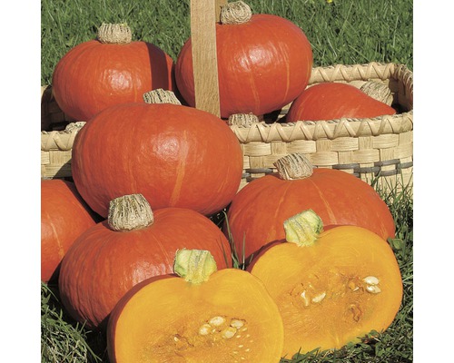 Courge 'Hokaido' FloraSelf pot Ø 10,5 cm Courge 'Hokaido' FloraSelf pot Ø 10,5 cm