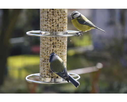 Deux mésanges bleues sur une mangeoire à oiseaux remplie de cacahuètes