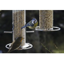 Mésange bleue et rouge-gorge près des mangeoires pour oiseaux