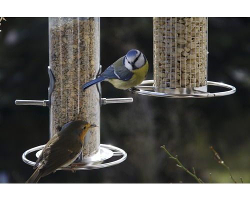 Mésange bleue et rouge-gorge près des mangeoires pour oiseaux