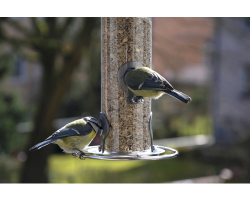 Zwei Blaumeisen an einem Vogelhäuschen mit Futter
