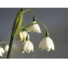 Gros plan de fleurs de nivéoles