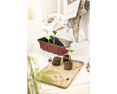 Anzuchtkasten mit Pflanzen und Anzuchttöpfchen auf einem Tisch