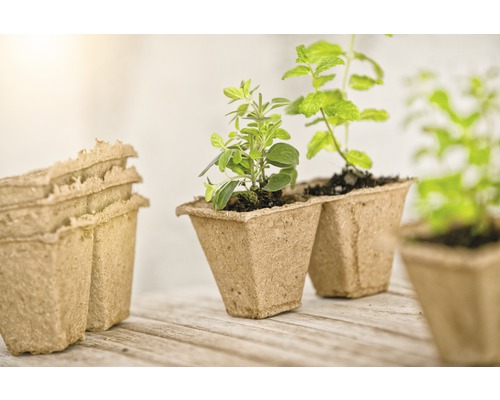 Pots de culture en cellulose avec des herbes aromatiques sur une table en bois