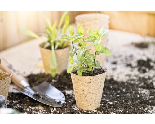 Nahaufnahme einer Minzpflanze in einem Anzuchttopf mit Gartengeräten und Erde