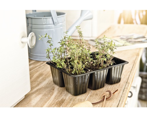 Sechs Thymianpflanzen in einem schwarzen Pflanzgefäß auf einem Holztisch, zusammen mit einer Gießkanne.