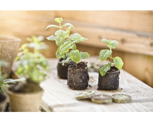 Trois jeunes plants de menthe sur une surface en bois avec des pastilles de terreau