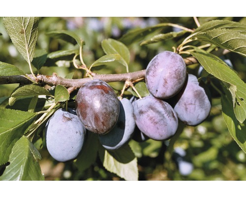 Prunier FloraSelf Prunus domestica 'Hanita'® H 100-150 cm Co 6 L