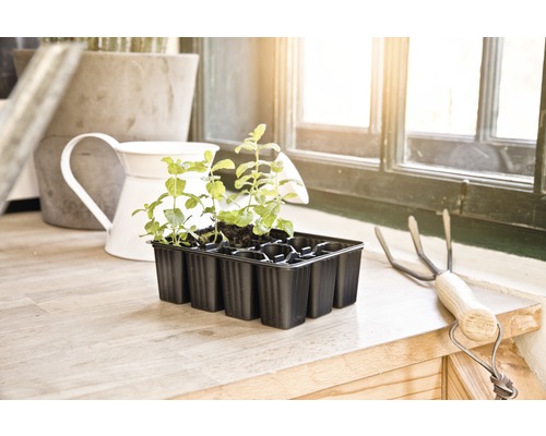 Plaque de semis avec de jeunes plantes à côté d''un petit râteau