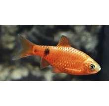 Fisch Neon Prachtbarbe - Pethia conchonius