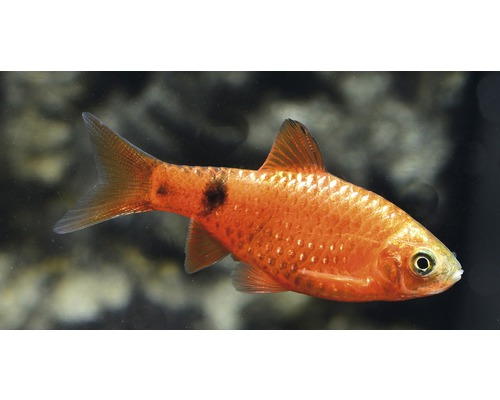 Puntius semifasciolatus, également connu sous le nom de Barbeau doré, avec une tache sombre sur le corps