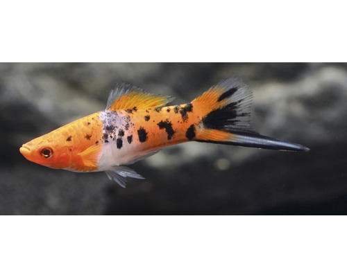 Schwertträger-Zierfisch mit Muster