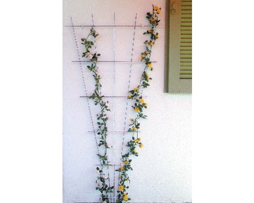 Metall Rankgitter mit Rosen an einer Hauswand