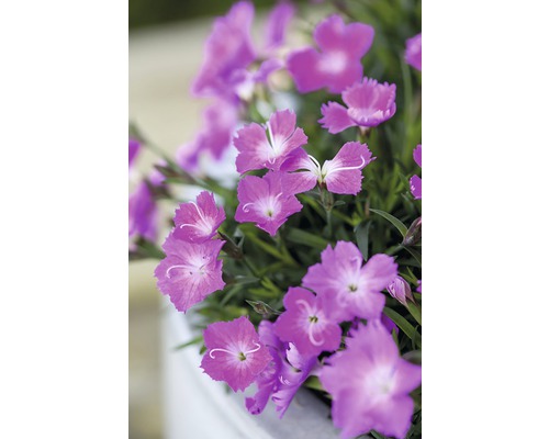 Nelkenblüten mit ihren Blütenblättern